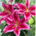 Лилия восточная Петер Шенк (Lilium oriental Peter Schenk) Лилия восточная Петер Шенк (Lilium oriental Peter Schenk)