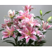 Лилия восточная Роузлили Сара (Lilium oriental Roselily Sara) Лилия восточная Роузлили Сара (Lilium oriental Roselily Sara)
