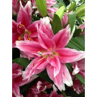 Лилия восточная Роузлили Елена (Lilium oriental Roselily Elena) Лилия восточная Роузлили Елена (Lilium oriental Roselily Elena)