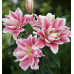 Лилия восточная Роузлили Наташа (Lilium oriental Roselily Natascha)