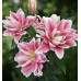 Лилия восточная Роузлили Наташа (Lilium oriental Roselily Natascha) Лилия восточная Роузлили Наташа (Lilium oriental Roselily Natascha)