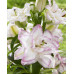 Лилия восточная БьютиТренд (Lilium Oriental Beautytrend) Лилия восточная БьютиТренд (Lilium Oriental Beautytrend)
