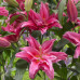 Лилия восточная Роузлили Елена (Lilium oriental Roselily Elena) Лилия восточная Роузлили Елена (Lilium oriental Roselily Elena)