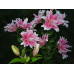 Лилия восточная Роузлили Наташа (Lilium oriental Roselily Natascha) Лилия восточная Роузлили Наташа (Lilium oriental Roselily Natascha)