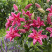 Лилия восточная Роузлили Елена (Lilium oriental Roselily Elena) Лилия восточная Роузлили Елена (Lilium oriental Roselily Elena)