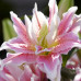 Лилия восточная Роузлили Наташа (Lilium oriental Roselily Natascha) Лилия восточная Роузлили Наташа (Lilium oriental Roselily Natascha)