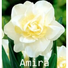 Нарцисс Амира, 5 штук Нарцисс Амира, 5 штук