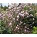 Магнолия гибридная Джордж Генри Керн (Magnolia hybrida George Henry Kern) Магнолия гибридная Джордж Генри Керн (Magnolia hybrida George Henry Kern)