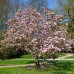 Магнолия гибридная Джордж Генри Керн (Magnolia hybrida George Henry Kern)