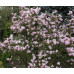 Магнолия гибридная Джордж Генри Керн (Magnolia hybrida George Henry Kern)