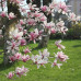 Магнолия гибридная Джордж Генри Керн (Magnolia hybrida George Henry Kern) Магнолия гибридная Джордж Генри Керн (Magnolia hybrida George Henry Kern)