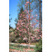 Магнолия гибридная Галакси (Magnolia hybrida Galaxy) Магнолия гибридная Галакси (Magnolia hybrida Galaxy)