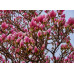 Магнолия гибридная Галакси (Magnolia hybrida Galaxy) Магнолия гибридная Галакси (Magnolia hybrida Galaxy)