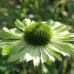 Эхинацея  Грин Джуэл (Echinacea Green Jewel)