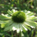 Эхинацея Грин Джуэл (Echinacea Green Jewel) Эхинацея Грин Джуэл (Echinacea Green Jewel)