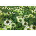 Эхинацея Грин Джуэл (Echinacea Green Jewel) Эхинацея Грин Джуэл (Echinacea Green Jewel)