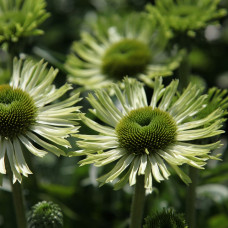 Эхинацея Грин Джуэл (Echinacea Green Jewel) Эхинацея Грин Джуэл (Echinacea Green Jewel)
