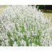 Лаванда узколистная Вайт Сцент (Lavandula angustifolia White Scent) Лаванда узколистная Вайт Сцент (Lavandula angustifolia White Scent)