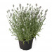 Лаванда узколистная Вайт Сцент (Lavandula angustifolia White Scent) Лаванда узколистная Вайт Сцент (Lavandula angustifolia White Scent)
