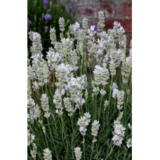 Лаванда узколистная Вайт Сцент (Lavandula angustifolia White Scent) Лаванда узколистная Вайт Сцент (Lavandula angustifolia White Scent)
