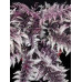 Папоротник (кочедыжник) Бургунди Лейс  (Athyrium niponicum pictum Burgundy Lace)