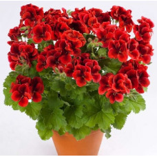 Пеларгония королевская Кэнди Флауэрс Брайт Ред (Candy Flowers Bright Red)