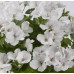 Пеларгония королевская Кэнди Флауэрс Вайт (Candy Flowers White)
