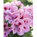 Пеларгония королевская Элеганс Фенна ((Pelargonium grandiflorum Elegance Fenna) Пеларгония королевская Элеганс Фенна ((Pelargonium grandiflorum Elegance Fenna)