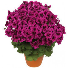 Пеларгония королевская Кэнди Флауэрс Вайолет (Candy Flowers Violet) 