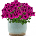 Пеларгония гибридная Florella Magenta Пеларгония гибридная Florella Magenta