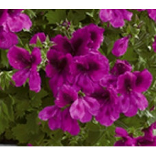 Пеларгония гибридная Florella Magenta Пеларгония гибридная Florella Magenta