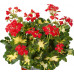 Пеларгония зональная Happy Thought Red 