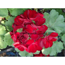Пеларгония гибридная Calliope Dark Red Пеларгония гибридная Calliope Dark Red