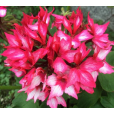 Пеларгония зональная Fireworks Bicolor Пеларгония зональная Fireworks Bicolor
