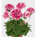 Пеларгония зональная Fireworks Bicolor Пеларгония зональная Fireworks Bicolor