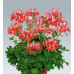 Пеларгония зональная Fireworks Red-White Пеларгония зональная Fireworks Red-White