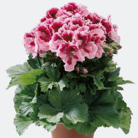 Пеларгония королевская Элеганс Давид (Pelargonium grandiflorum Elegance David) Пеларгония королевская Элеганс Давид (Pelargonium grandiflorum Elegance David)