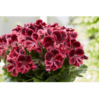 Пеларгония королевская Элеганс Кэйт (Pelargonium grandiflorum Elegance Kate) Пеларгония королевская Элеганс Кэйт (Pelargonium grandiflorum Elegance Kate)