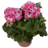 Пеларгония королевская Элеганс Санрайз (Pelargonium grandiflorum Elegance Sunrise) Пеларгония королевская Элеганс Санрайз (Pelargonium grandiflorum Elegance Sunrise)