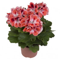 Пеларгония королевская Мандарин (Pelargonium grandiflorum Manderin) Пеларгония королевская Мандарин (Pelargonium grandiflorum Manderin)