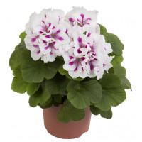 Пеларгония королевская Элеганс Роялти Уайт (Pelargonium grandiflorum Elegance Royalty White) Пеларгония королевская Элеганс Роялти Уайт (Pelargonium grandiflorum Elegance Royalty White)
