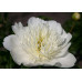Пион Брайдс Дрим (Paeonia Lactiflora Bride's Dream) Пион Брайдс Дрим (Paeonia Lactiflora Bride's Dream)
