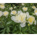 Пион Брайдс Дрим (Paeonia Lactiflora Bride's Dream) Пион Брайдс Дрим (Paeonia Lactiflora Bride's Dream)