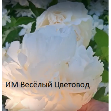 Пион Соланж (Paeonia Lactiflora Solange) Пион Соланж (Paeonia Lactiflora Solange)