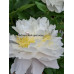 Пион Викториан Блаш (Paeonia Lactiflora Victorian Blush) Пион Викториан Блаш (Paeonia Lactiflora Victorian Blush)