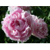 Пион Диннер Плейт (Paeonia Lactiflora Dinner Plate) Пион Диннер Плейт (Paeonia Lactiflora Dinner Plate)