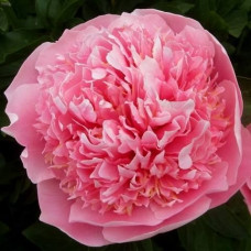 Пион Этчед Салмон (Paeonia lactiflora Etched Salmon) Пион Этчед Салмон (Paeonia lactiflora Etched Salmon)