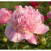 Пион Леди Анна (Paeonia Lactiflora Lady Anna) Пион Леди Анна (Paeonia Lactiflora Lady Anna)