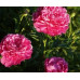 Пион Лондон (Patio London, Paeonia lactiflora London) Пион Лондон (Patio London, Paeonia lactiflora London)