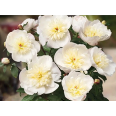 Пион Мадрид (Patio Peony Madrid, Paeonia lactiflora Madrid) Пион Мадрид (Patio Peony Madrid, Paeonia lactiflora Madrid)